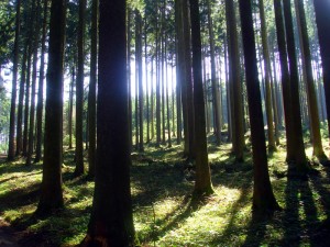 Wald mit Sonnenstrahlen am Pfannenstiel