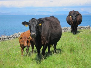 Irland, Kühe auf Inishmore Irland, Kühe auf Inishmore
