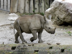 Spitzmaulnashorn Junges - Zoo Zürich - August 2015 Spitzmaulnashorn Junges - Zoo Zürich - August 2015