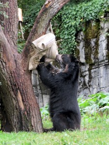 Brillenbär - Zoo Zürich - August 2015 Brillenbär - Zoo Zürich - August 2015
