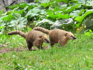 Nasenbären - Zoo Zürich - August 2015 Nasenbären - Zoo Zürich - August 2015