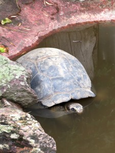 Galápagos-Riesenschildkröte - Zoo Zürich - August 2015 Galápagos-Riesenschildkröte - Zoo Zürich - August 2015