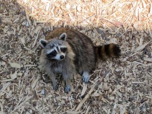 Waschbär am Mont-Royal in Montréal Waschbär am Mont-Royal in Montréal