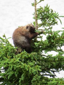 Stachelschwein, Forillon National Park, Québec, Kanada Stachelschwein, Forillon National Park, Québec, Kanada