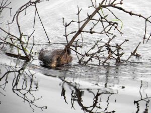 Bieber, Forillon National Park, Québec, Kanada Bieber, Forillon National Park, Québec, Kanada