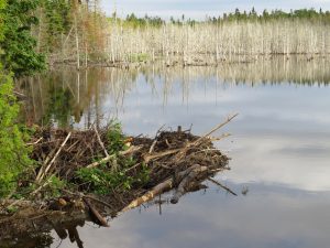 Bieberbau, Forillon National Park, Québec, Kanada Bieberbau, Forillon National Park, Québec, Kanada