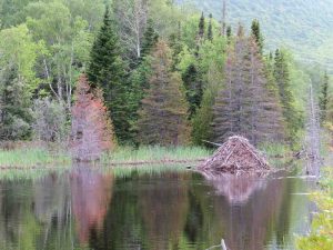 Bieberbau, Forillon National Park, Québec, Kanada Bieberbau, Forillon National Park, Québec, Kanada