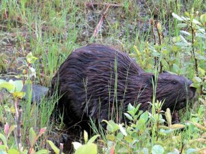 Bieber, Forillon National Park, Québec, Kanada Bieber, Forillon National Park, Québec, Kanada