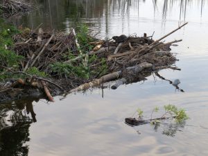 Bieberbau, Forillon National Park, Québec, Kanada Bieberbau, Forillon National Park, Québec, Kanada
