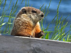 Murmeltier am Leuchturm am Cape-des-Rosiers, Québec, Kanada Murmeltier am Leuchturm am Cape-des-Rosiers, Québec, Kanada