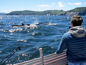 Pilotwale, Whale Watching, Cape Breton Highlands National Park, Nova Scotia, Kanada